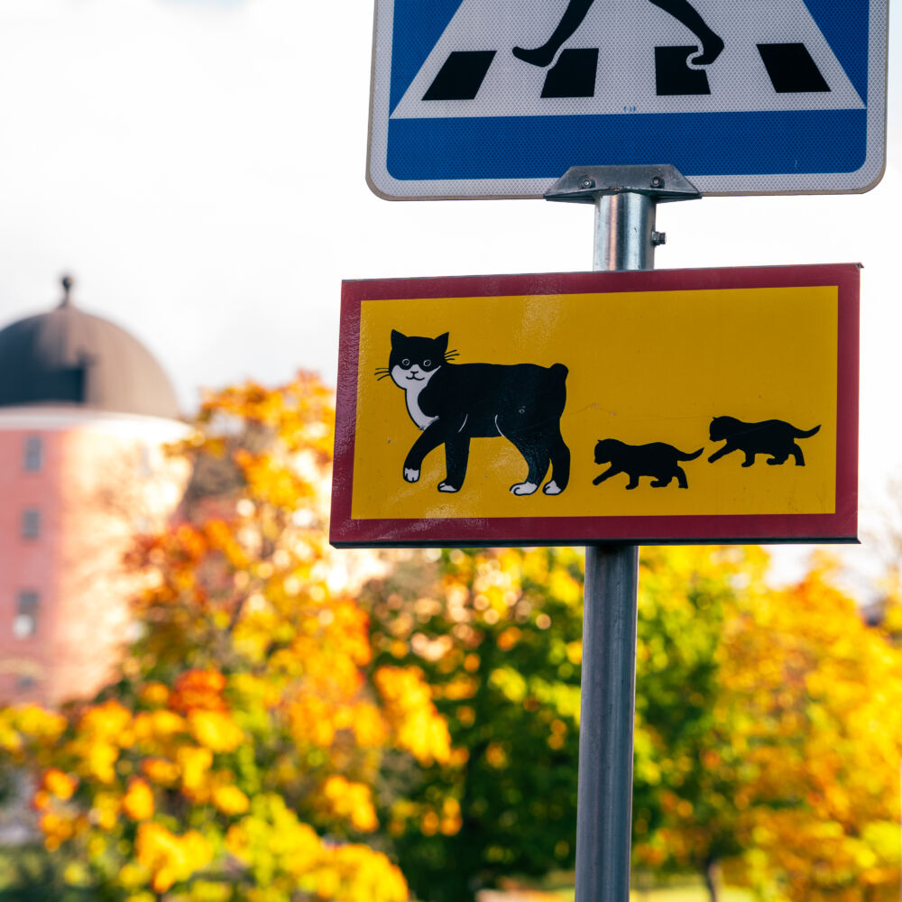 Pelle-svanslös-Uppsala